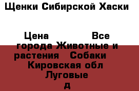 Щенки Сибирской Хаски › Цена ­ 20 000 - Все города Животные и растения » Собаки   . Кировская обл.,Луговые д.